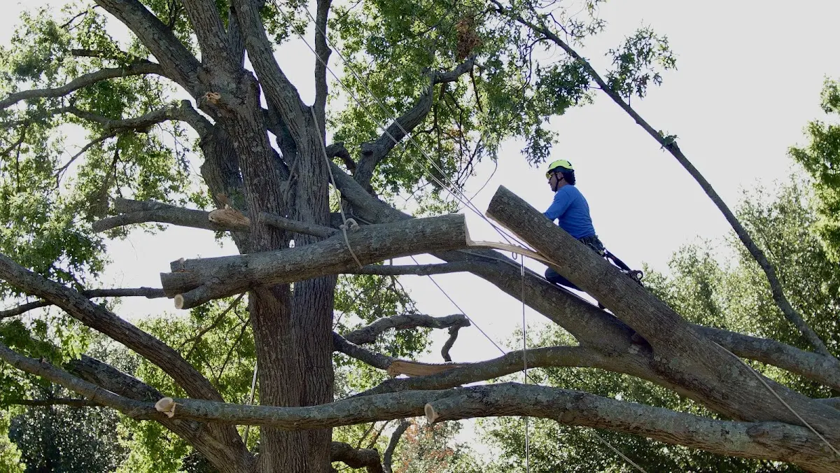 Professional Crown Thinning performed by certified arborists in Sandstone